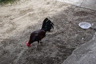 RuralPhilippines2019-c604